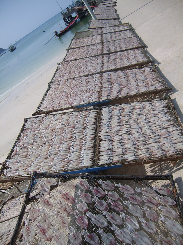 Catching, cleaning and drying squid is a morning ritual in Chalaklum.