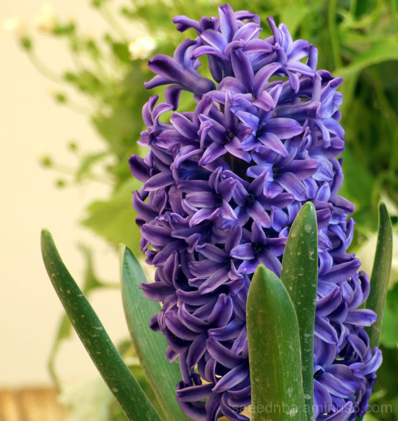 Sonbol (hyacinth). Symbolizes the arrival of spring.  