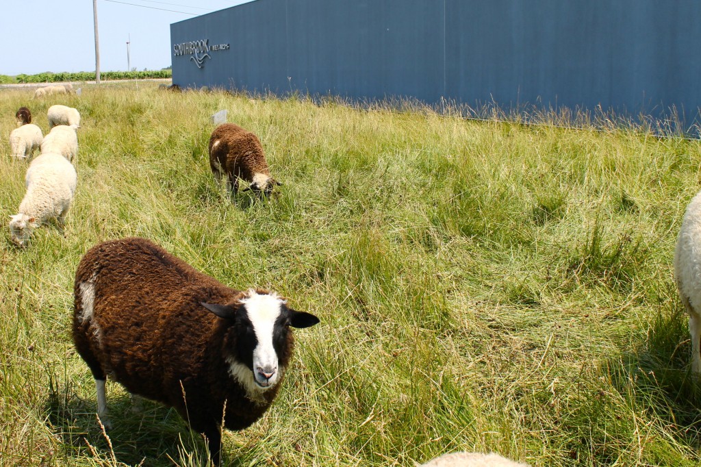 Southbrook Winery sheep
