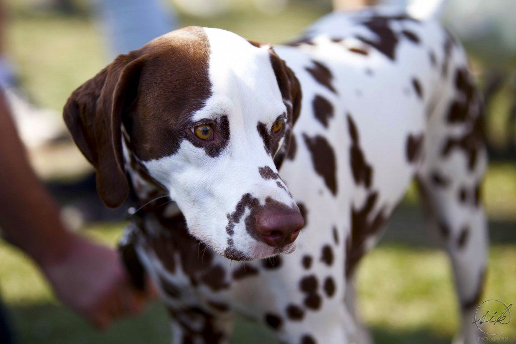 Woofstock 2015