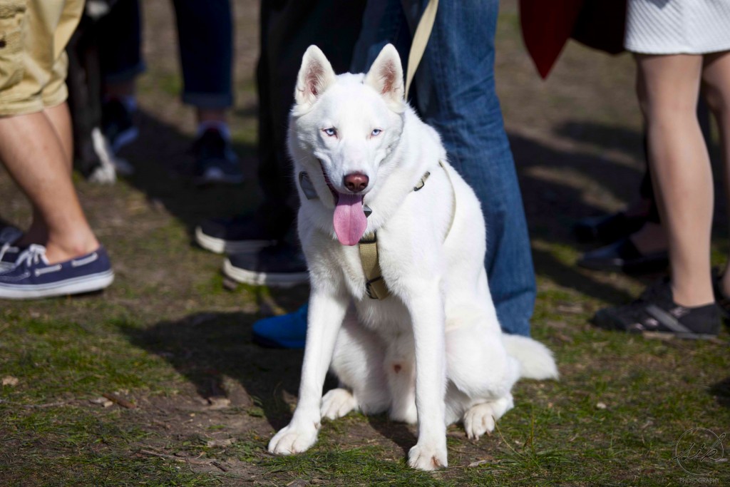 Woofstock 2015, dog