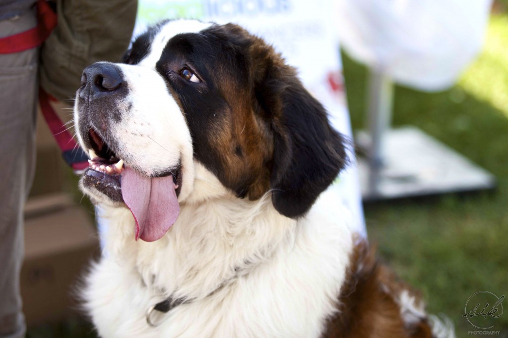 Woofstock 2015, saint bernard, dog