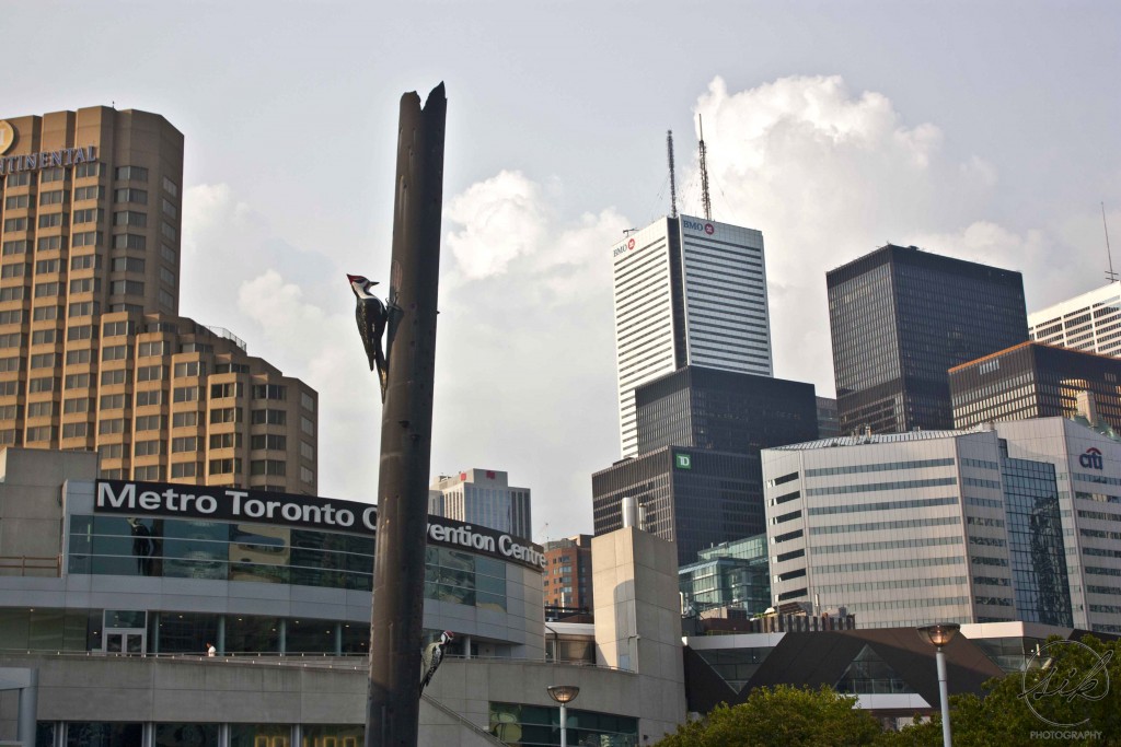 Woodpecker Column by Dai Skuse and Kim Kozzi, sculpture, toronto