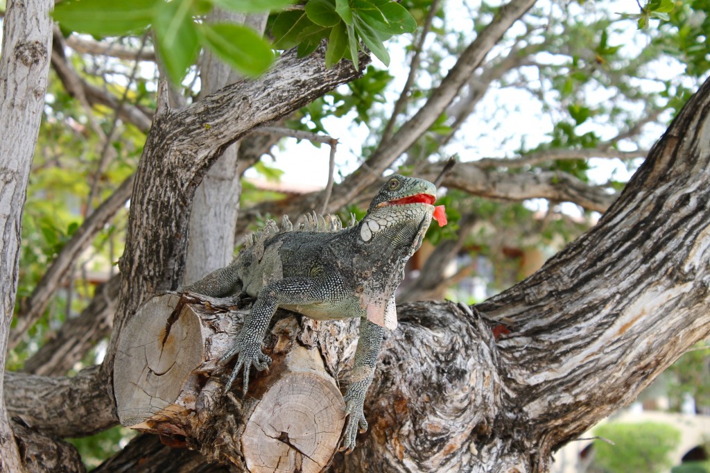 Santa Barbara Beach & Golf Resort, iguana, curacao, feeding