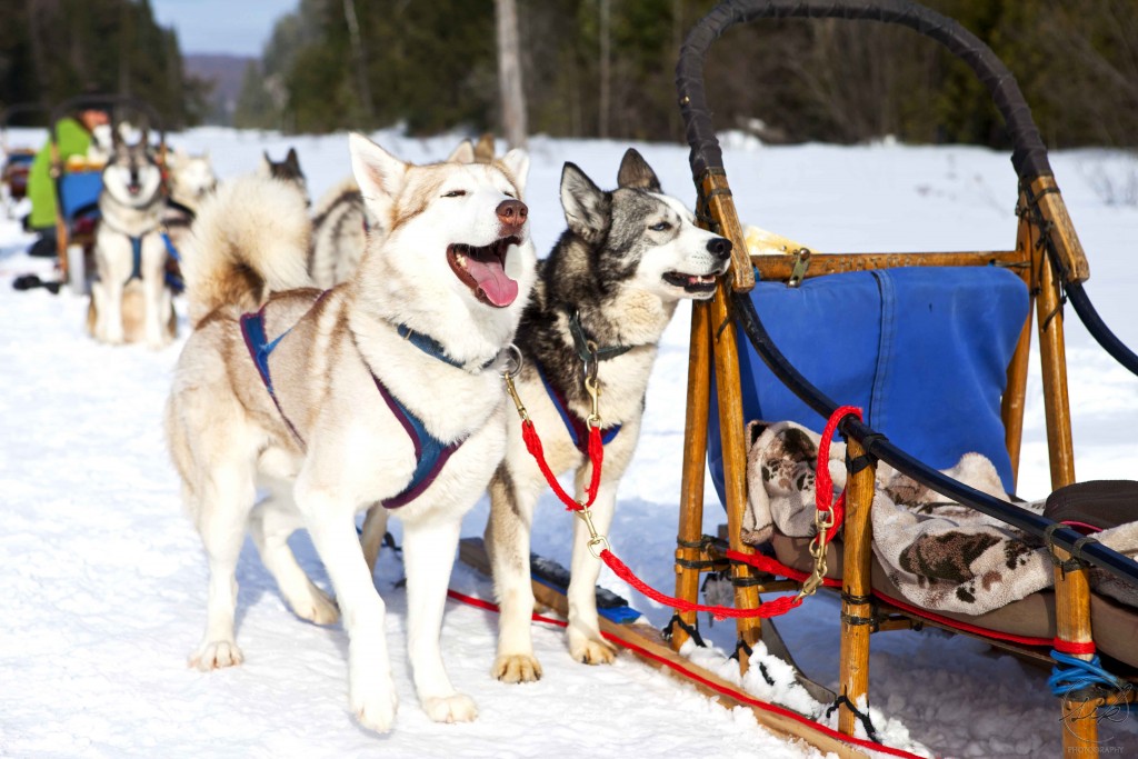 Winterdance, dogsled, dogsledding, haliburton, ontario, #winterwander