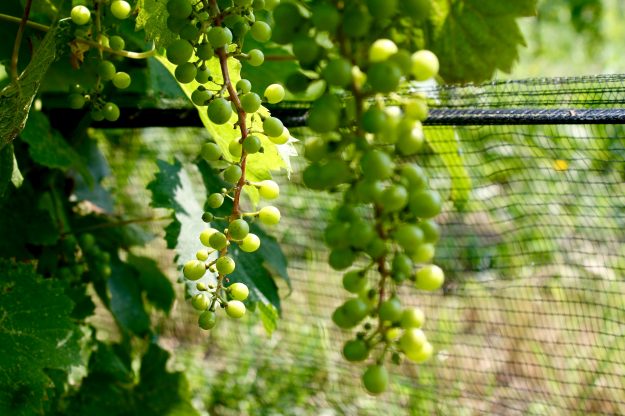 Niagara Escarpment Wineries, Wine Country Ontario, Niagara, vineyard, epic