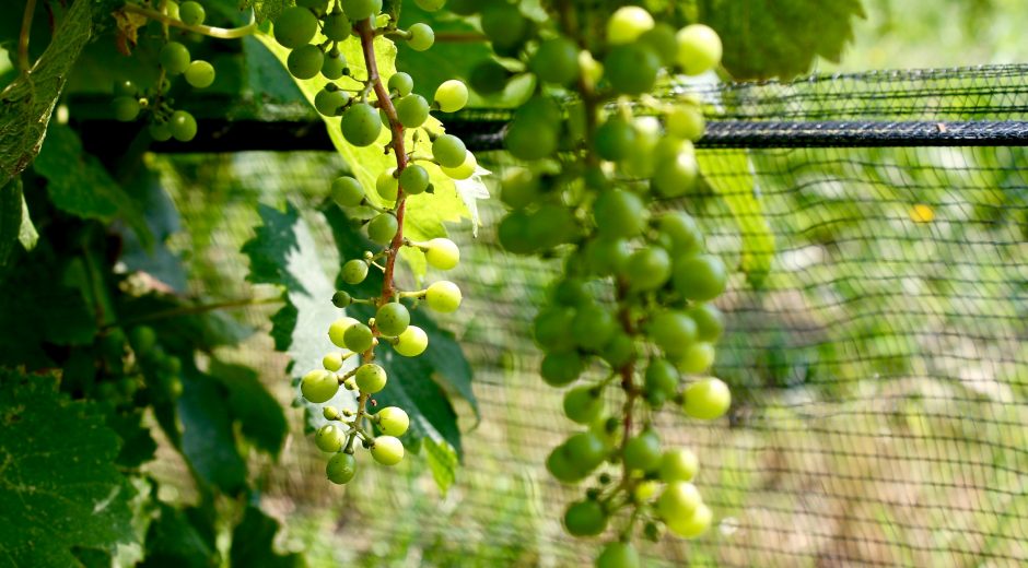 Niagara Escarpment Wineries, Wine Country Ontario, Niagara, vineyard, epic