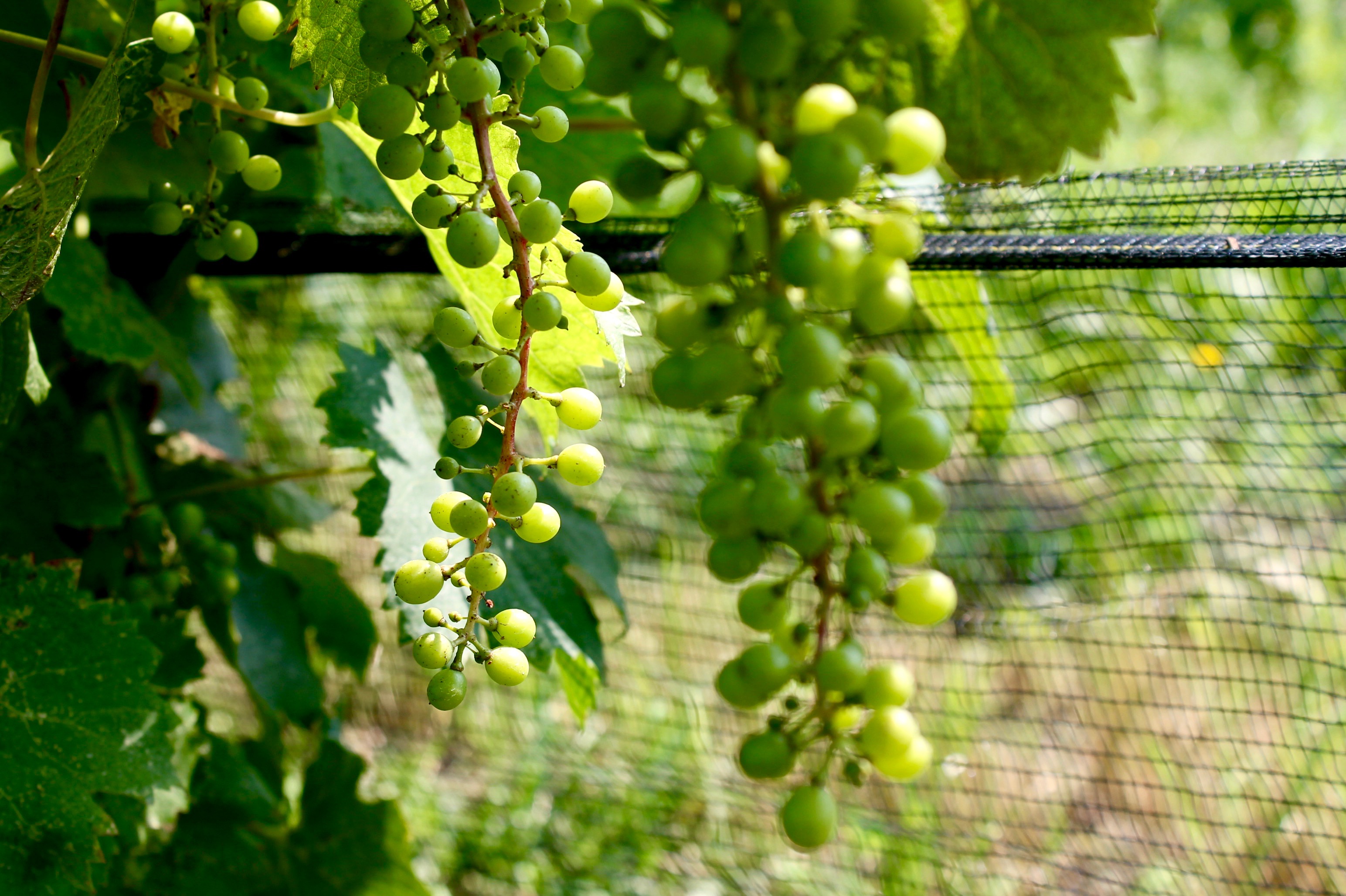 Niagara Escarpment Wineries, Wine Country Ontario, Niagara, vineyard, epic