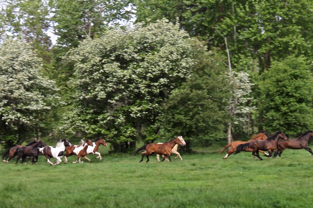 Flathead Lake Lodge, Montana, Dude Ranch