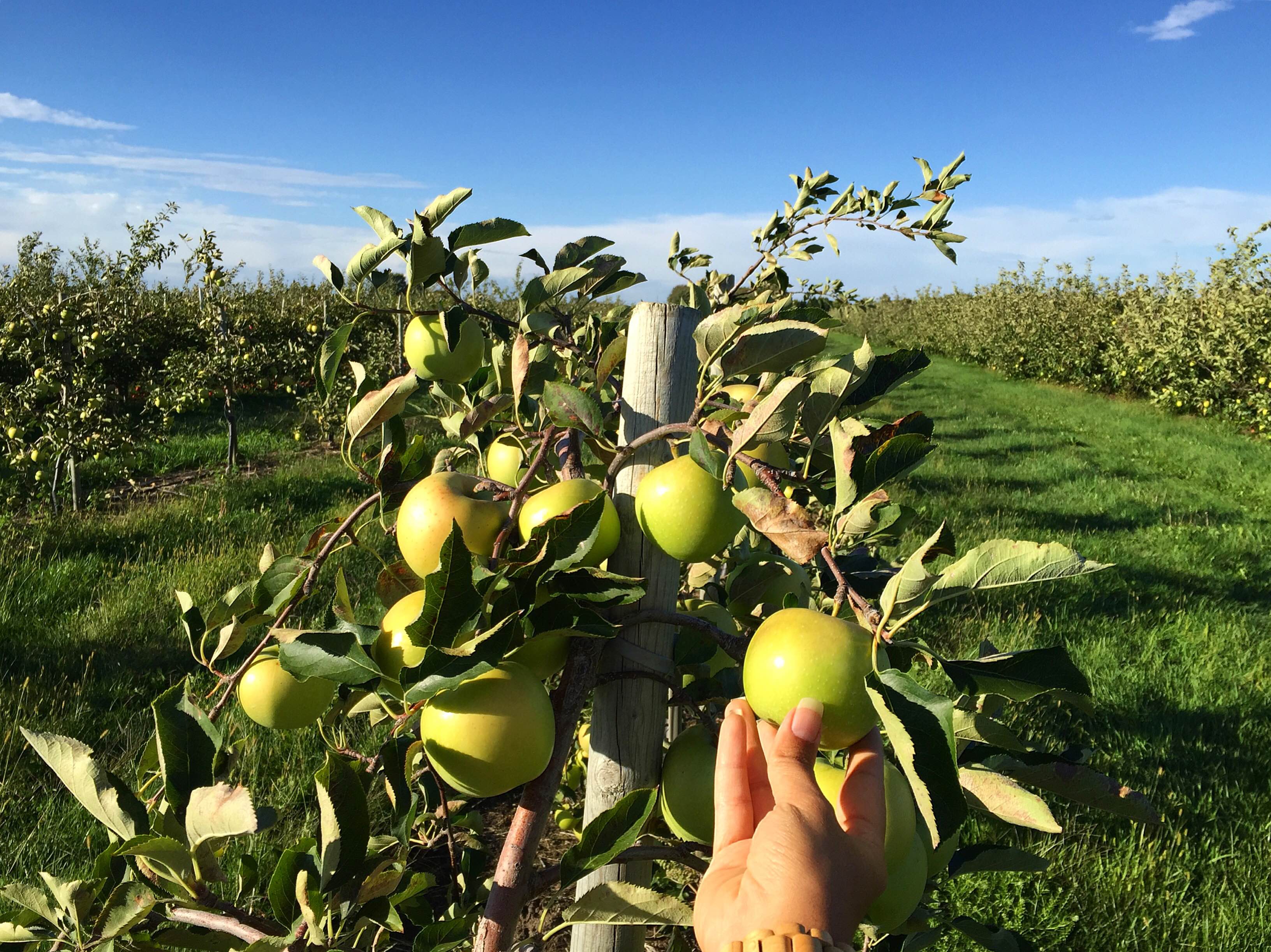 Thiessen Orchards, Essex County, culinary road trip, Ontario, Road Trip In Essex County