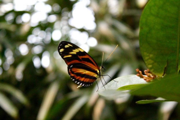 Niagara Falls In The Winter, Butterfly Conservatory