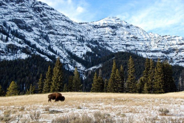Insider Tips For Visiting Yellowstone National Park, Norther Range, Wyoming
