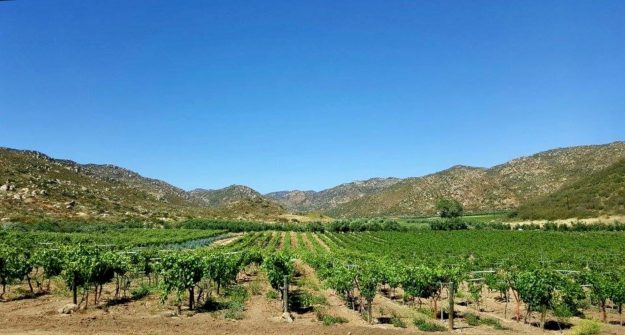 Valle De Guadalupe : Mexico’s Amazing Wine Region