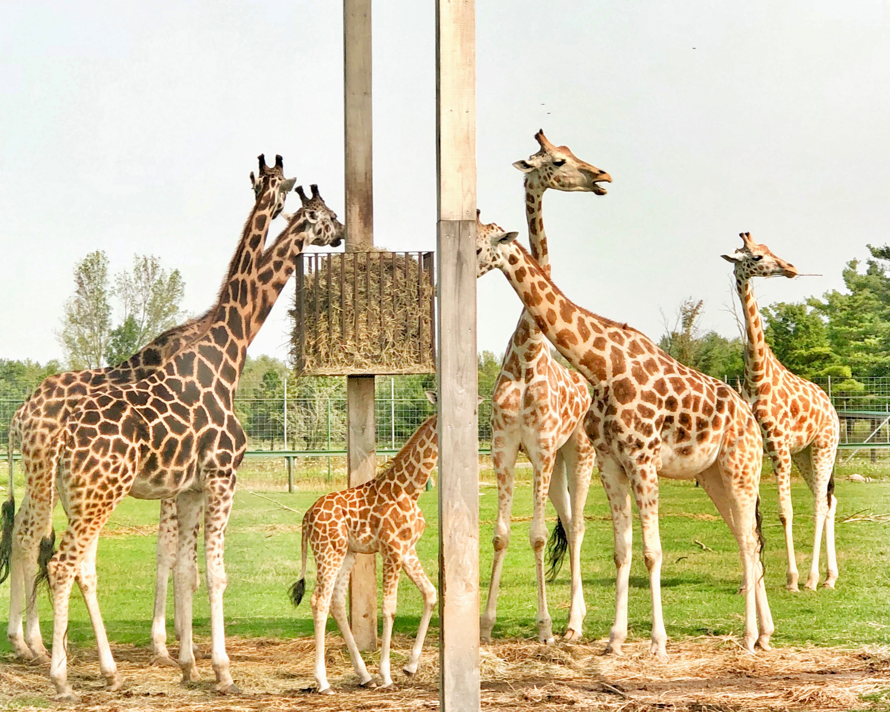 african lion safari opening hours