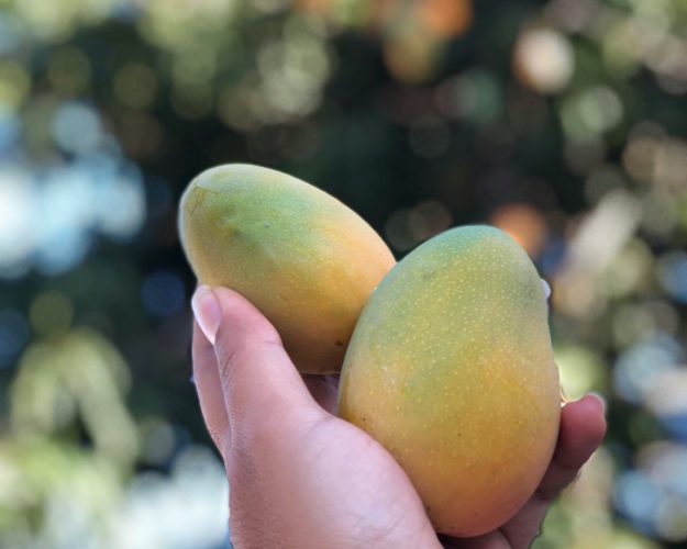 fresh mango, Reasons To Visit Puerto Plata