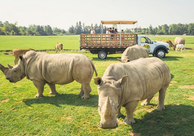 Tips For African Lion Safari