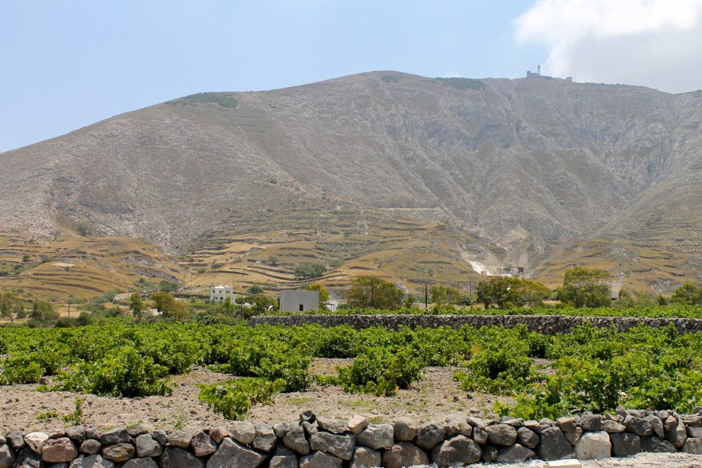 Vineyards in Santorini Greece