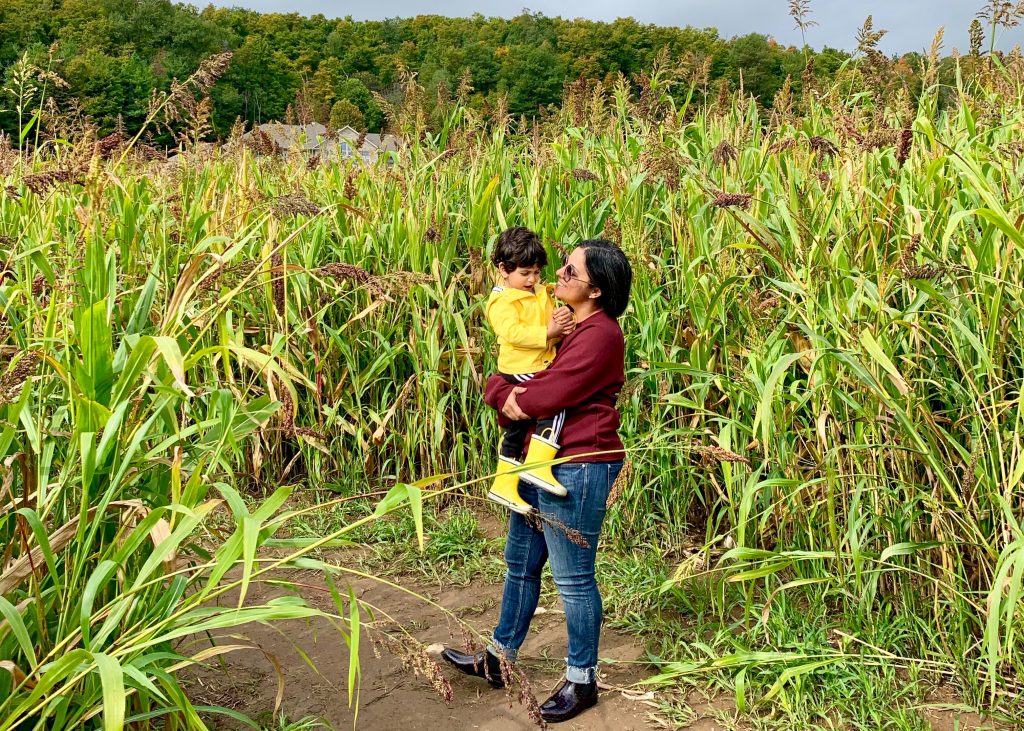 Corn Maze At Springridge Farm