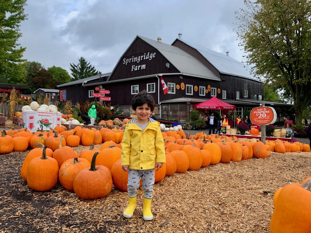 Pumpkins at Springridge Farm with toddlers