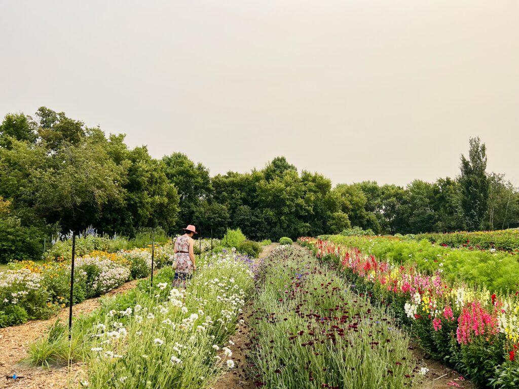 pick your own flowers at black fox farm and distillery in saskatoon