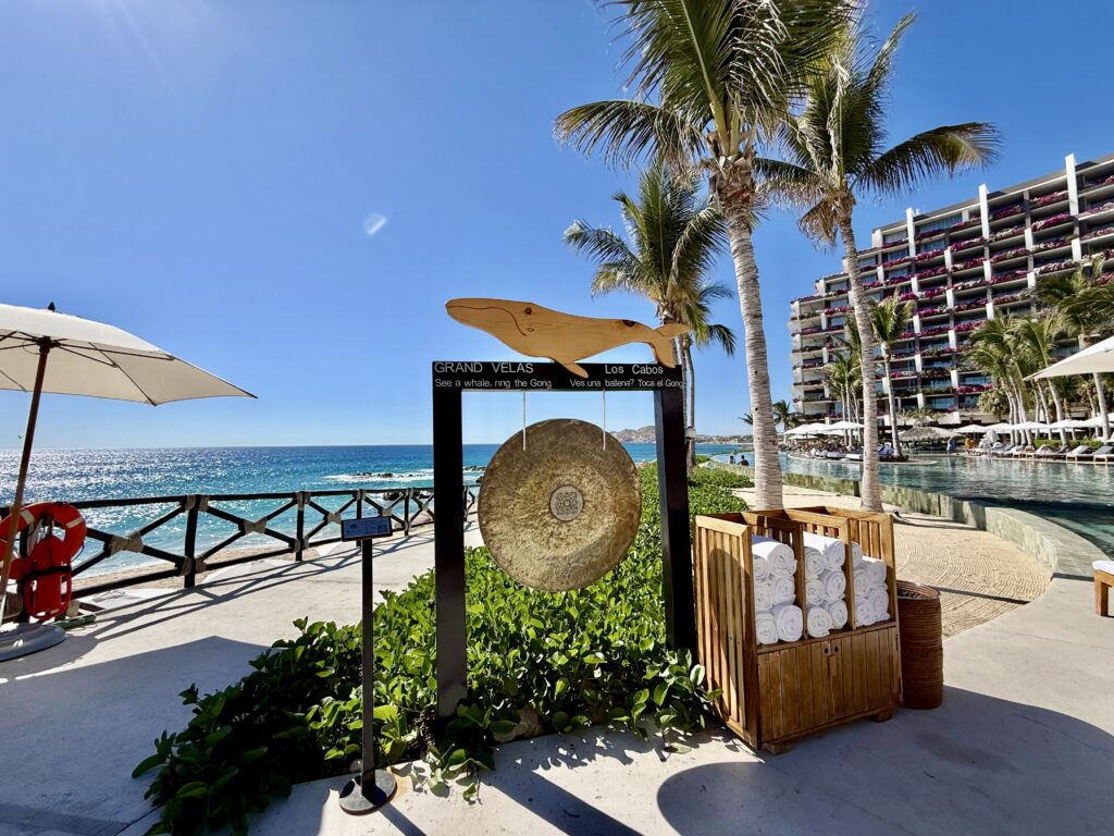 whales at Grand Velas Los Cabos